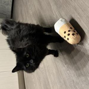 Image of Boba, Lost Cat