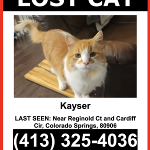 Image of Kayser, Lost Cat