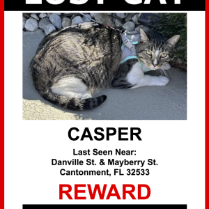 Lost Cat Casper