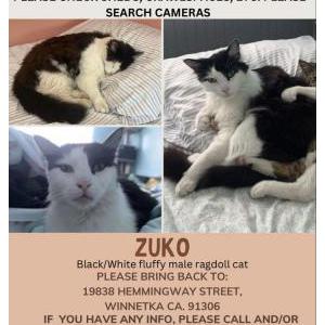 Image of Zuko, Lost Cat