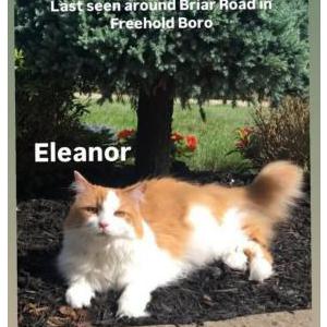 Lost Cat Eleanor