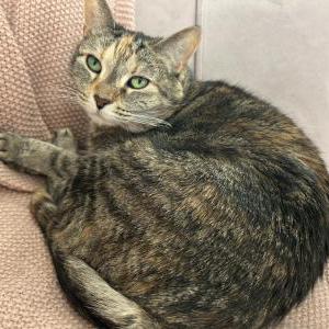 Image of Bareille, Lost Cat