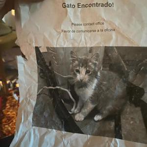 Lost Cat Lil baby