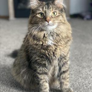 Image of Mavis, Lost Cat