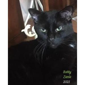 Image of Bobby Zizzle, Lost Cat