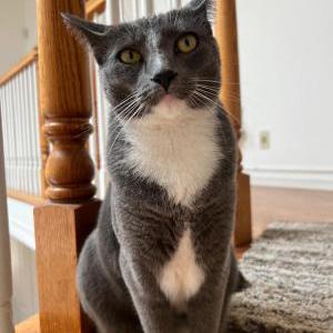 Image of Bumble, Lost Cat