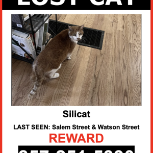 Lost Cat Silicat