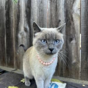Image of Nala (kitty), Lost Cat