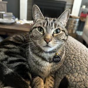 Lost Cat Tito
