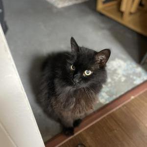 Image of Hamilton, Lost Cat
