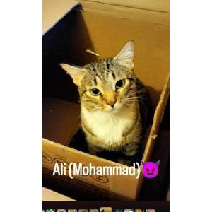 Image of Ali, Lost Cat