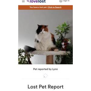 Lost Cat Jersey
