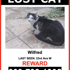 Image of Wilfred, Lost Cat