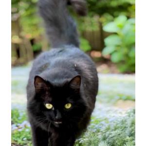 Lost Cat Tallulah “Lu”