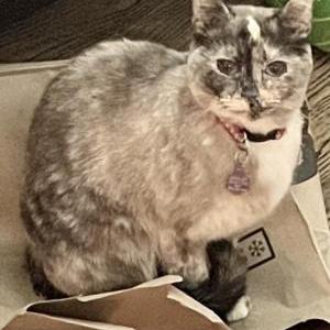 Lost Cat Ruby