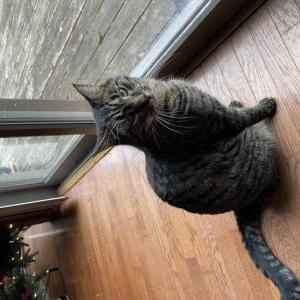 Image of Molly, Lost Cat