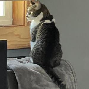 2nd Image of Charlie, Lost Cat