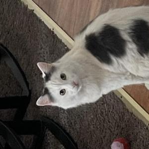 Lost Cat coconut