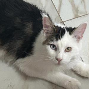 Image of Margarita, Lost Cat