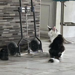 2nd Image of Margarita, Lost Cat