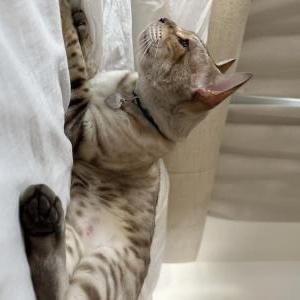 Lost Cat Prince / Kissa