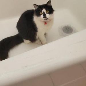 Lost Cat Bella