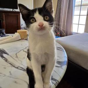 Lost Cat mole
