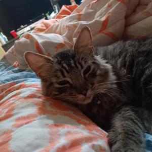 Lost Cat Tobi