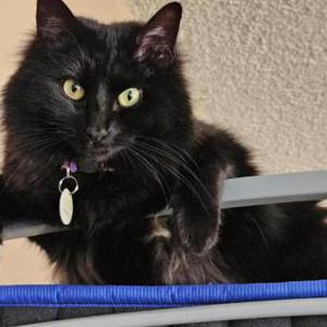 Lost Cat Elise