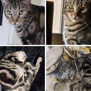 Lost Cat Rahja