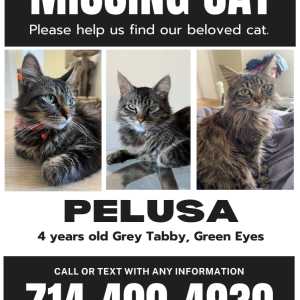 Lost Cat Pelusa