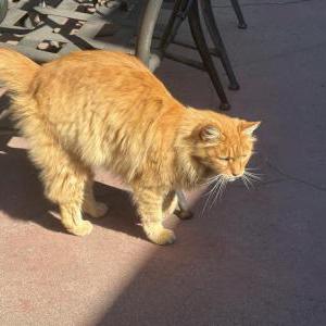 Lost Cat O’Malley