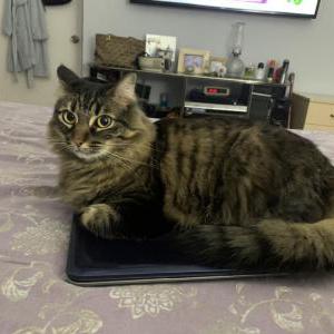 Lost Cat Mia