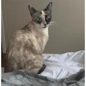 Lost Cat Conchita Bellas Cat