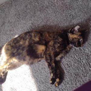 Found Cat Hope