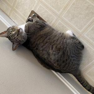 Image of Cinder, Lost Cat
