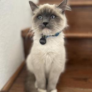 Lost Cat Benji