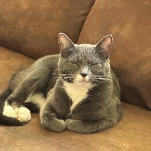 Lost Cats In FAYETTEVILLE, NC - Lost My Kitty