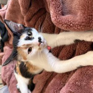 Lost Cat Mystique