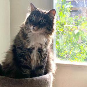 Lost Cat Sonney