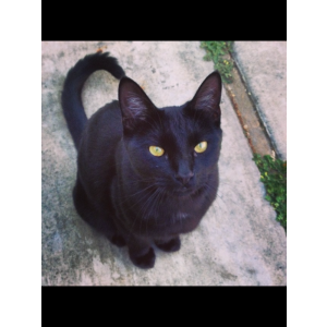 Lost Cat Vader