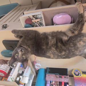 Lost Cat Luna