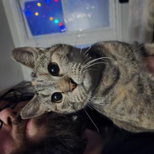 Image of Unknown, Found Cat