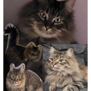 Lost Cat Muichiro
