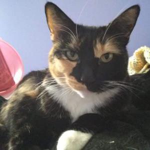 Lost Cat PILOT