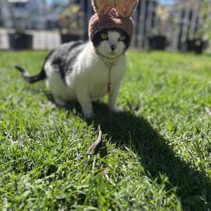 Lost Cat Jobu