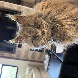 Image of Unknown, Found Cat