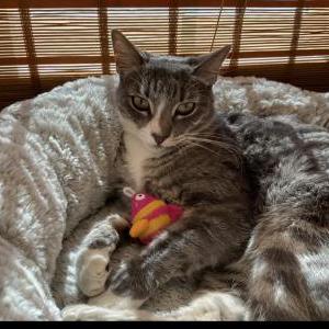 Lost Cat Dash