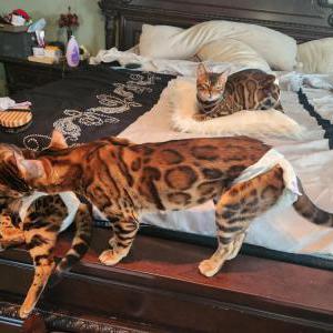 Lost Cat Genii