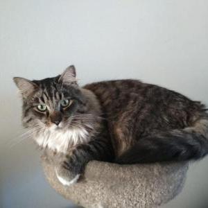 Image of Sonney, Lost Cat